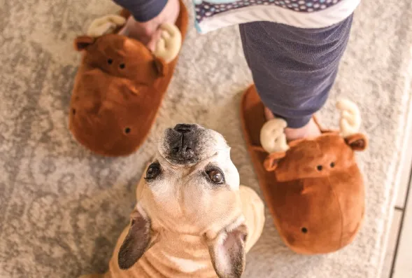Dog looking up at owner in moose plush slippers