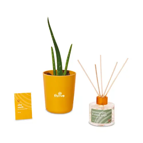 Modern Sprout aloe and incense kit