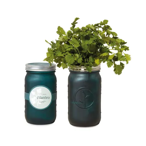 Modern Sprout blue indoor herb garden kit