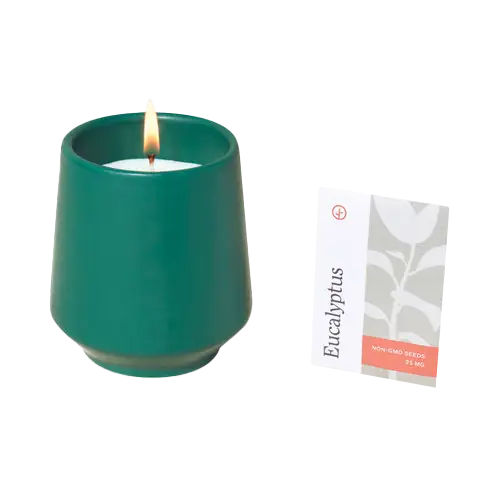 Dark teal and thyme modern sprout rooted candle.
